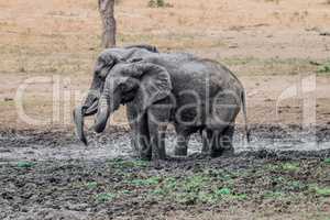 Two Elephants taking a mud bath in the Kruger National Park