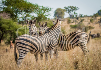 Bonding Zebras in the Kruger National Park