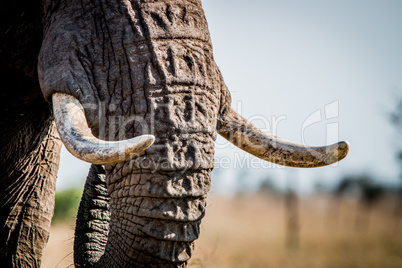 Tusks of an Elephant in the Kruger National Park