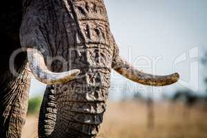 Tusks of an Elephant in the Kruger National Park