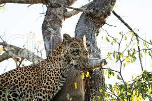 Leopard with a Duiker kill in the Sabi Sands