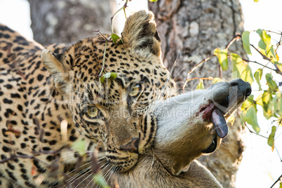 Leopard with a Duiker kill in the Sabi Sands