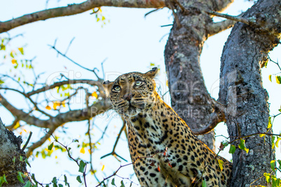 Leopard in a tree in the Sabi Sands