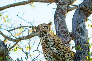 Leopard in a tree in the Sabi Sands