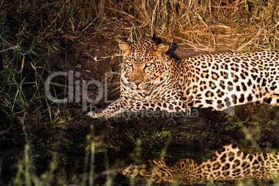 Leopard at night in the Spotlight in the Sabi Sands