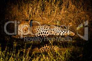 Leopard at night in the Spotlight in the Sabi Sands
