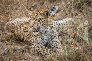 Leopard laying in the grass in the Sabi Sands