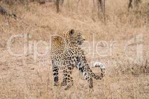 Leopard in the grass in the Sabi Sands