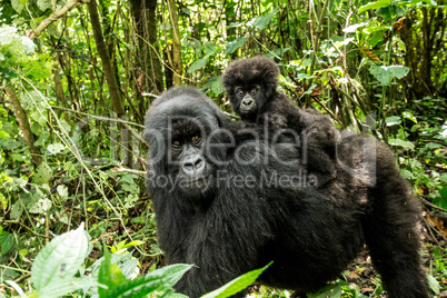Mother Mountain gorilla with a baby Gorilla in the Virunga National Park