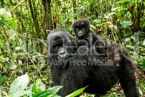 Mother Mountain gorilla with a baby Gorilla in the Virunga National Park