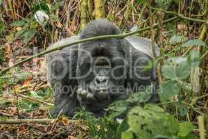 Starring Silverback Mountain gorilla in the Virunga National Park