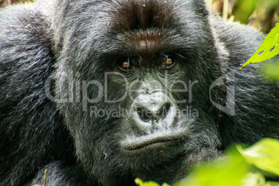 Starring Silverback Mountain gorilla in the Virunga National Park