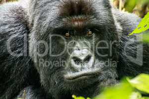 Starring Silverback Mountain gorilla in the Virunga National Park