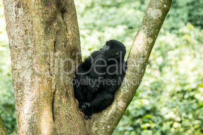 Mountain gorilla in a tree in the Virunga National Park