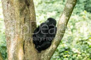 Mountain gorilla in a tree in the Virunga National Park