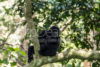 Mountain gorilla in a tree in the Virunga National Park