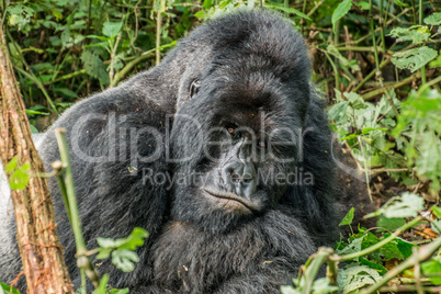 Starring Silverback Mountain gorilla in the Virunga National Park