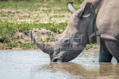 Drinking White rhino in the Kruger National Park
