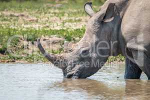 Drinking White rhino in the Kruger National Park