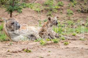 Spotted hyena mother with cub in the Kruger National Park