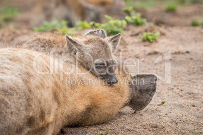 Spotted hyena mother with cub in the Kruger National Park