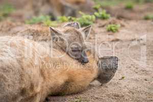 Spotted hyena mother with cub in the Kruger National Park