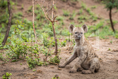 Starring Spotted hyena cub in the Kruger National Park