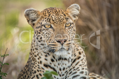 Starring Leopard in the Kruger National Park
