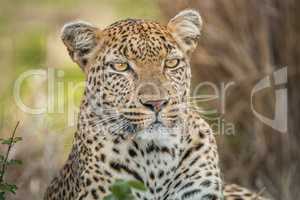 Starring Leopard in the Kruger National Park