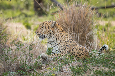 Leopard laying in the grass in the Kruger National Park