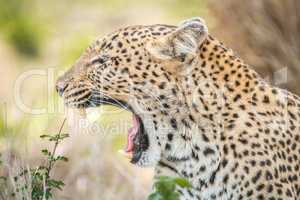 Yawning Leopard in the Kruger National Park