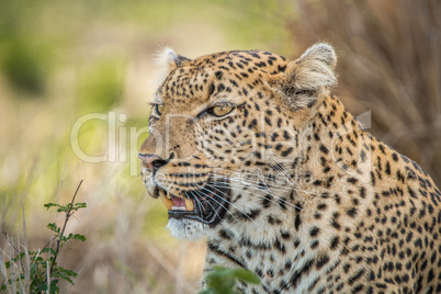 Starring Leopard in the Kruger National Park