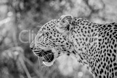 Side profile of a Leopard in black and white in the Kruger National Park