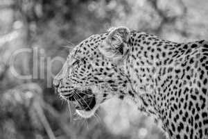 Side profile of a Leopard in black and white in the Kruger National Park