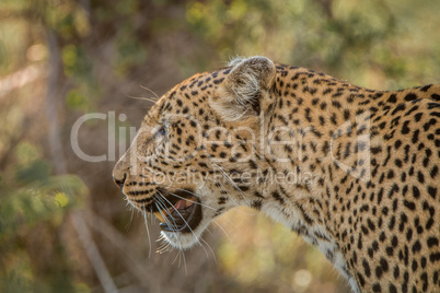 Side profile of a Leopard in the Kruger National Park