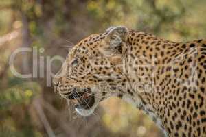 Side profile of a Leopard in the Kruger National Park