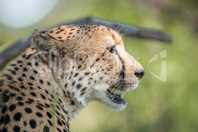 Side profile of a Cheetah in the Kruger National Park