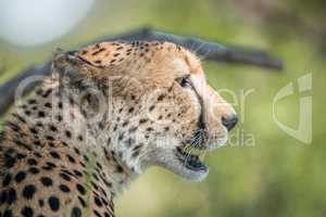 Side profile of a Cheetah in the Kruger National Park