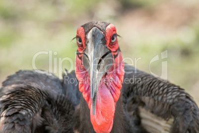 Starring Southern ground hornbill in the Kruger National Park