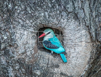 Woodland kingfisher in a hole in a tree in the Kruger National Park