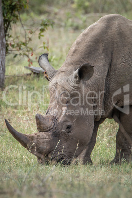 Grazing White rhino in the Kruger National Park