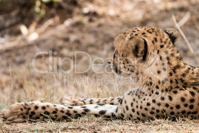 Back of a Cheetah in the Kruger National Park