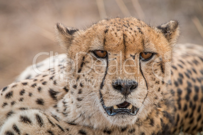 Starring Cheetah in the Kruger National Park