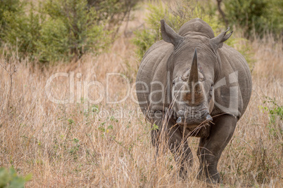 Starring White rhino in the Kruger National Park