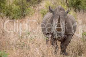 Starring White rhino in the Kruger National Park