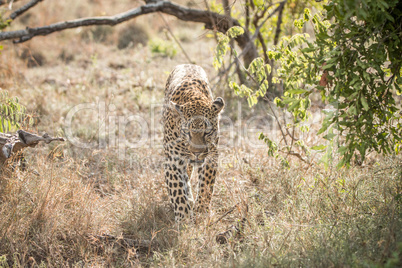Leopard walking towards the camera in the Kruger National Park