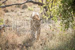 Leopard walking towards the camera in the Kruger National Park