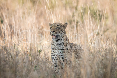 Leopard in the grass in the Kruger National Park