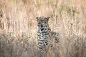 Leopard in the grass in the Kruger National Park