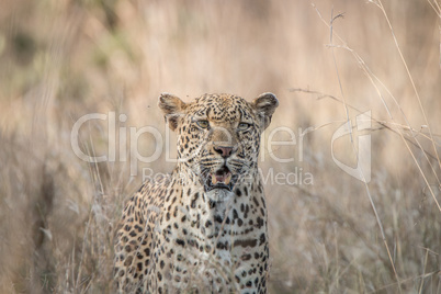 Leopard in the grass in the Kruger National Park